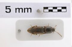 Foto (Dorsalansicht) von Conoderus nigromaculosus (NHMW-ZOO-COL-0008016)
